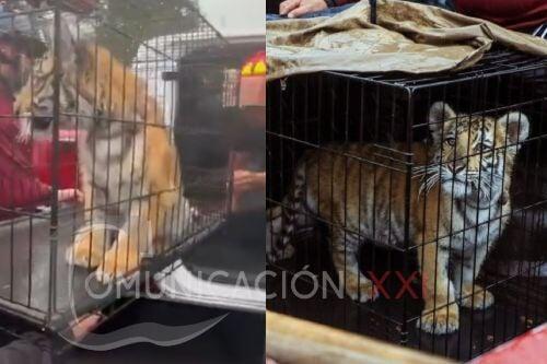 Video: Rescatan a tigresa en Naucalpan; estaba en venta clandestina dentro de una taquería